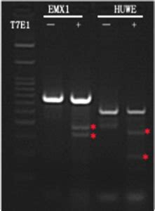 Cas9 Cell Line Validation T7E1 Assay GeneCopoeia