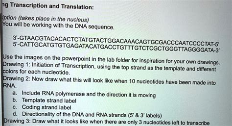 Solved Transcription And Translation Transcription Takes Place In