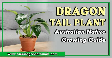 Epipremnum pinnatum (Dragon Tail Plant) – Australian Native Growing Guide