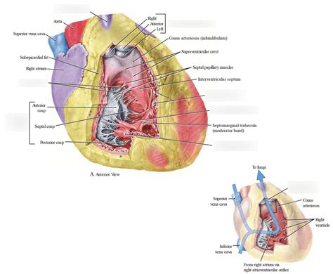 Right Ventricle Diagram | Quizlet