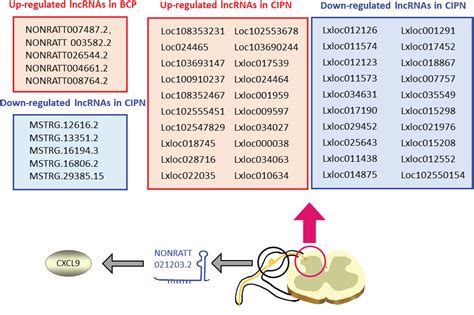 Frontiers Roles Of Long Non Coding Rnas In The Development Of Chronic