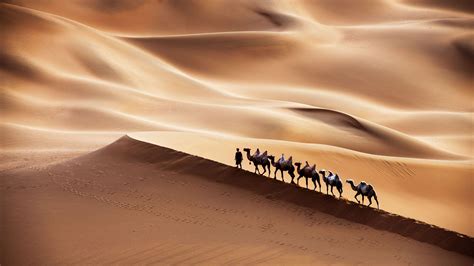 Desert Camel Wallpapers - Wallpaper Cave