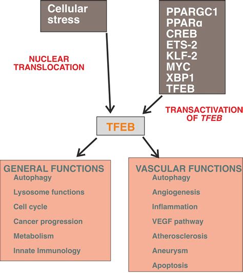 Frontiers The Oncogene Transcription Factor Eb Regulates Vascular