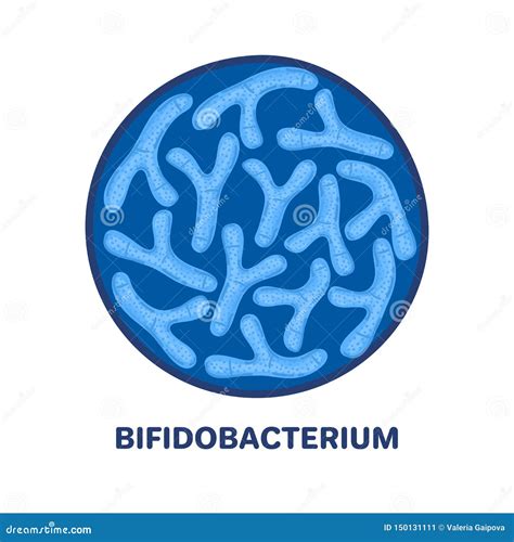 Vector Probiotics In Circular Shape Bifidobacterium Lactobacillus