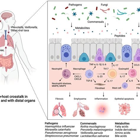 The Principles And Methodologies Of Studying The Human Lung Microbiome