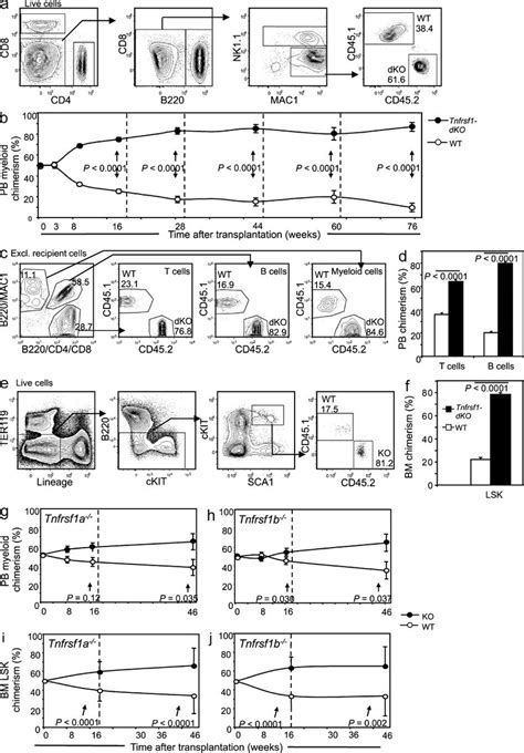 Enhanced Activity Of Tnf Receptordeficient Hscs After Transplantation