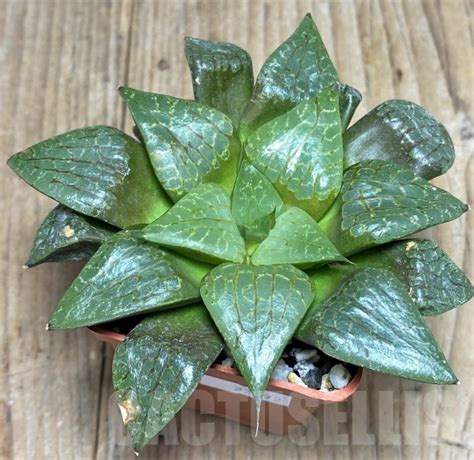 SHPR22292 Haworthia comptoniana Select form Кактус онлайн