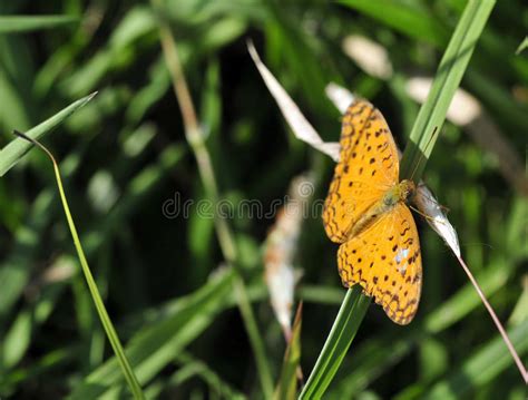 Moth Closeup Stock Photo Image Of Close Life Beauty 9404098