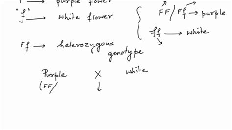 Solved A Plant Has Two Alleles For The Color Of Its Flowers W