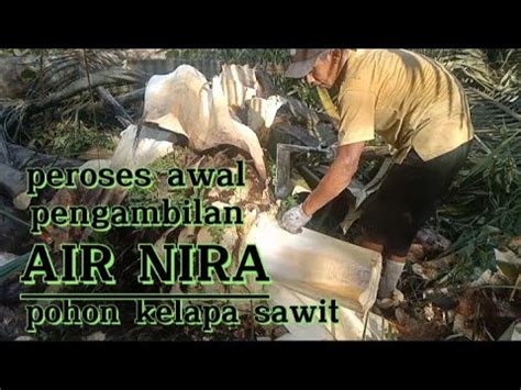 Peroses Awal Pengambilan Air Nira Pohon Kelapa Sawit Youtube