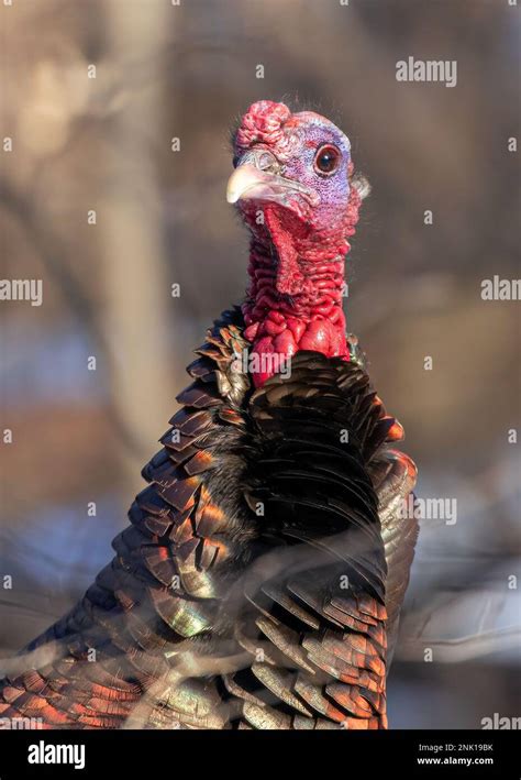 Eastern Female Wild Turkey Closeup Strutting Through The Winter Snow In