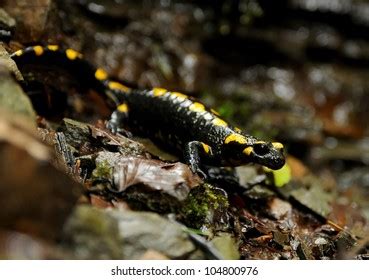 Fire Salamander Natural Habitat Fire Salamander Stock Photo 2337153041 ...