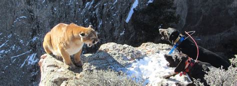 Mountain Lion Hunting Dogs