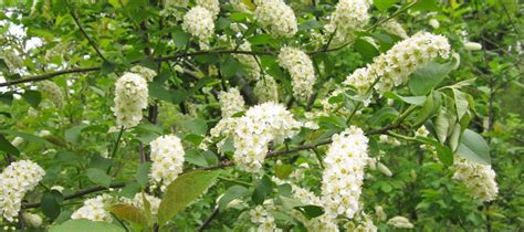 8 Shrubs That Will Attract Wisconsin Wildlife To Your Garden