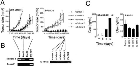 In Vivo Mda Mb And Panc Tumor Growth And Stability Of Il R