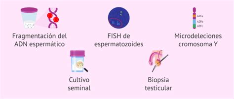 En qué consiste el estudio de fertilidad Qué pruebas de fertilidad hay