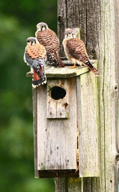 22 Kestrel ideas | kestrel, birds of prey, beautiful birds