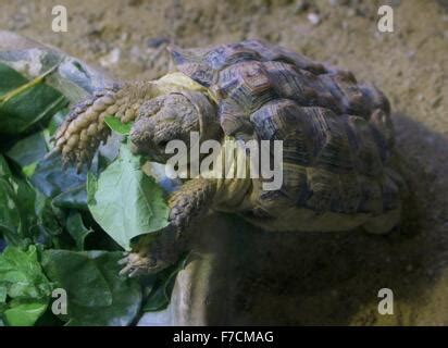 South African Speckled Cape Tortoise or Speckled Padloper ( homopus ...