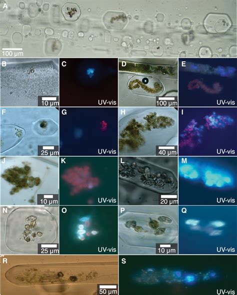 Microorganisms And Organic Compounds In Primary Fluid Inclusions In