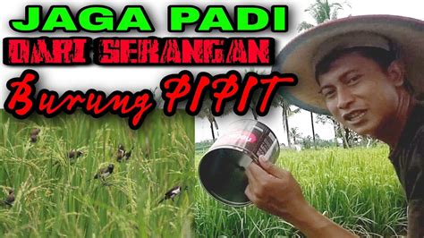 Jaga Padi Dari Serangan Burung Pipit Youtube