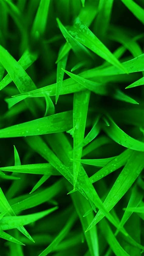 Green Grass Wallpaper - 14