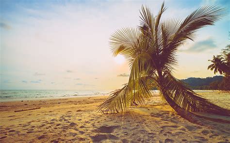 Palm Tree Beach Sunset Evening Ocean Tropical Island Summer