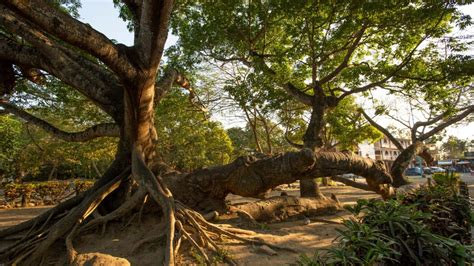 Ceiba el árbol sagrado maya que representa la unión del cielo tierra