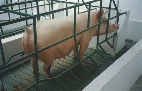 Producción de cerdos atención durante el parto y manejo de lechones