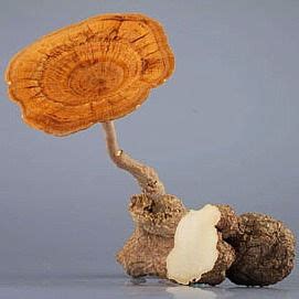 Tiger milk mushroom (Lignosus rhinocerus) | themyceliumemporium