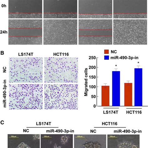 Knockdown Of Mir P Promotes Crc Cell Migration And Invasion A