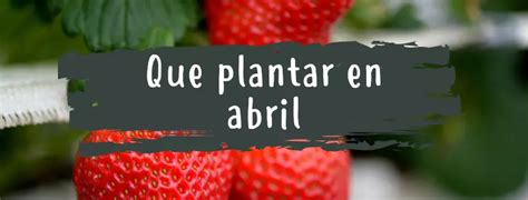 Qu Plantar En Abril Pur Plant