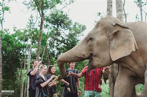 elephant jungle sanctuary_fee elephants_chiang mai