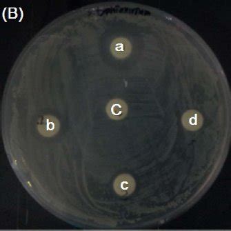 Inhibition Zone Of Aqueous Garlic Extracts Age Against E Coli