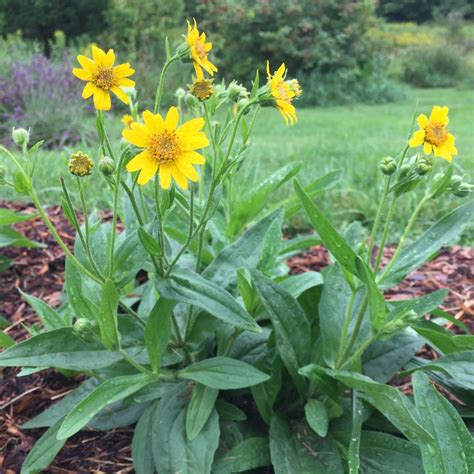 Arnica Meadow 100 Seeds Arnica Chamissonis Sustainably Etsy