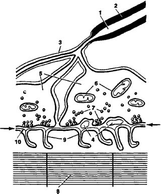 Motor End Plate | Article about Motor End Plate by The Free Dictionary