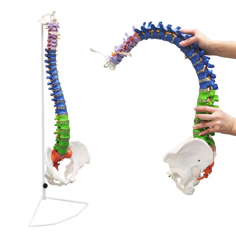 Buy Ultrassist Life Size Human Spine Model Flexible Spinal Cord With