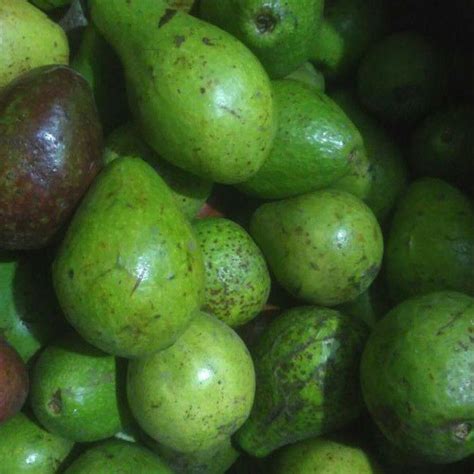 Jual Buah Alpukat Mentega Matang 1 Kg Shopee Indonesia