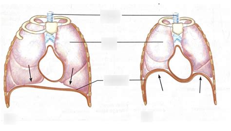 Anatomy Of Diaphragm Diagram Quizlet