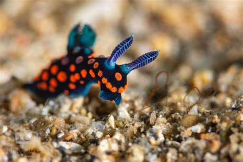 Small Nembrotha Sp Nudibranch Super Mario Games