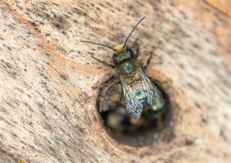 Bee Anatomy 101 - Minneopa Orchards