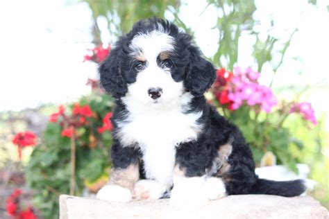 Female Bernedoodle Mini