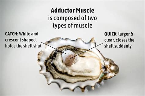 Oyster Anatomy in 2024 | Oysters, Anatomy, Shucking