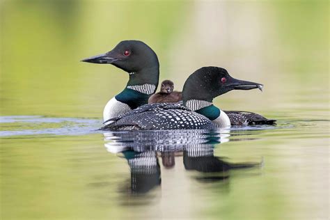 6 Amazing Common Loon Facts Birds And Blooms