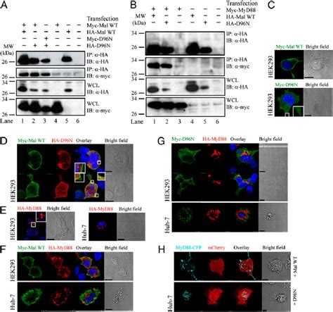 Mal D96N Fails To Traffic And Recruit MyD88 To The Plasma Membrane A