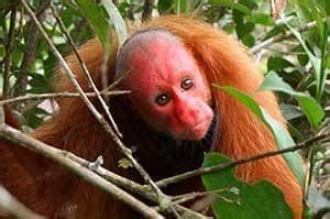 Red-uakari-monkey · Amazonia Expeditions