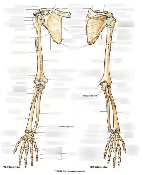 Anatomy And Physiology Upper Extremity Skeletal Anatomy Diagram