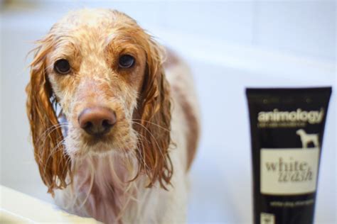 Best Shampoo For Cocker Spaniels