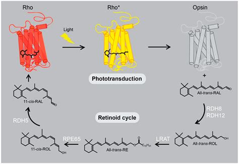 Ijms Free Full Text The Retinoid And Non Retinoid Ligands Of The