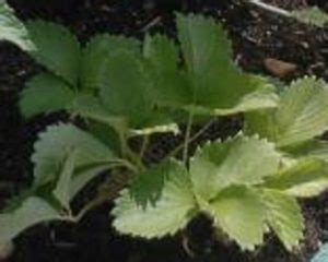 strawberry cultivation