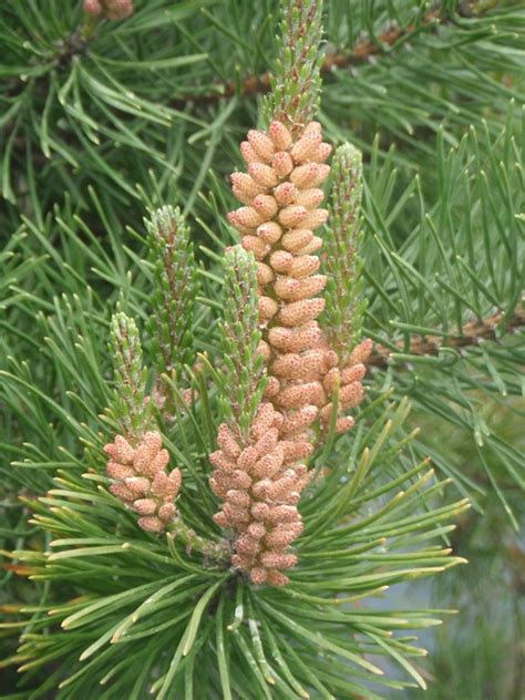 Shore Pine Pinus Contorta Native Plants Pnw